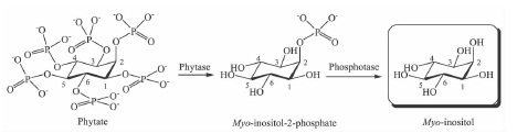 酶催化制备肌醇的机理